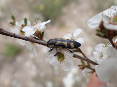 Castiarina adelaidae