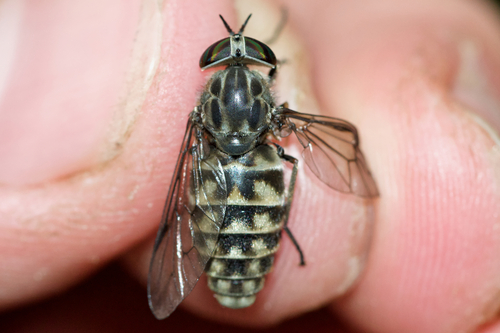 Hybomitra astuta