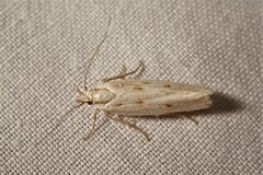 Stomopteryx detersella