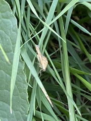 Loxostege sticticalis