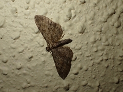 Eupithecia icterata