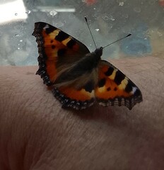 Aglais urticae