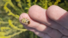 Carpocoris purpureipennis