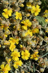 (c) fmunoz, some rights reserved (CC BY) Helianthemum caput-felis, photograph (c) fmunoz, some rights reserved (CC BY)