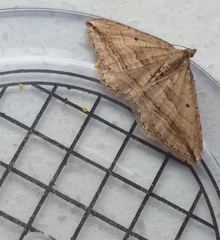 Orthonama vittata