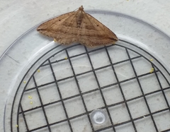 Orthonama vittata