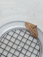 Orthonama vittata