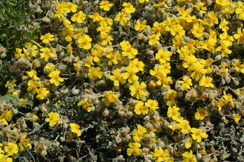 Helianthemum caput-felis, photograph 2