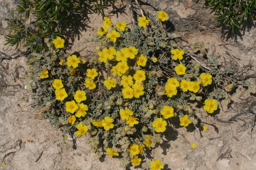 Helianthemum caput-felis, photograph 5