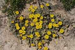 (c) fmunoz, some rights reserved (CC BY) Helianthemum caput-felis, photograph (c) fmunoz, some rights reserved (CC BY)