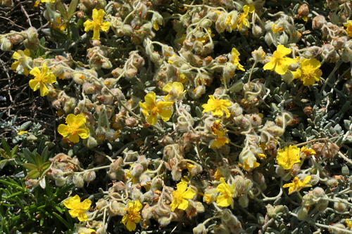 Helianthemum caput-felis, photograph 3
