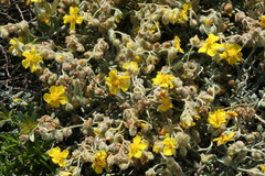 (c) fmunoz, some rights reserved (CC BY) Helianthemum caput-felis, photograph (c) fmunoz, some rights reserved (CC BY)