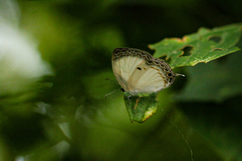 common ginger white