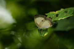Oboronia punctatus