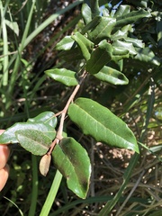 Elaeagnus formosana