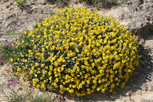 Helianthemum caput-felis, photograph 4