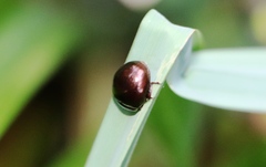 Chrysolina staphylaea