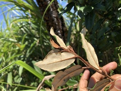 Elaeagnus formosana