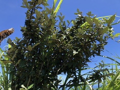 Elaeagnus formosana