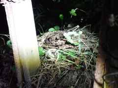Protobothrops mucrosquamatus