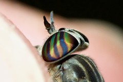 Hybomitra astuta