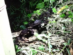 Protobothrops mucrosquamatus