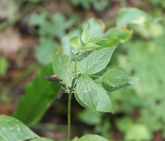 Vicia oroboides