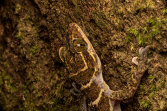 Cyrtodactylus consobrinus