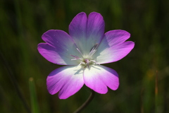 Eudianthe coeli-rosa