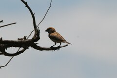 Passer motitensis