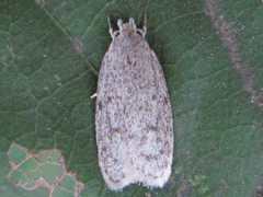 Scythropiodes hamatellus