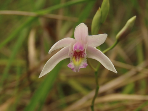 Image of Bletilla formosana by (c) chiuluan, some rights reserved (CC BY)