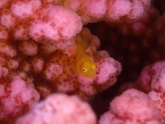 Gobiodon okinawae