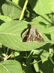 Thespieus macareus