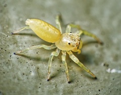 Epocilla calcarata