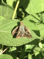 Thespieus macareus