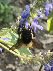 Bombus weisi