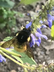 Bombus weisi
