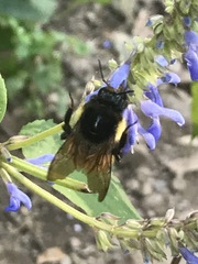 Bombus weisi