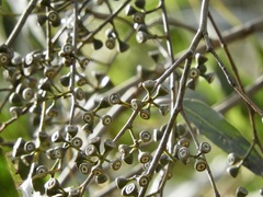 Eucalyptus strzeleckii