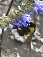Bombus weisi