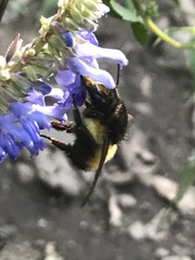 Bombus weisi