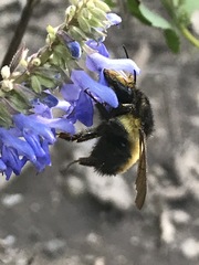 Bombus weisi