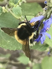 Bombus weisi