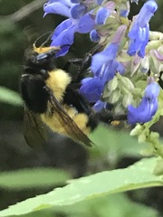 Bombus weisi