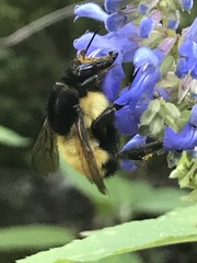 Bombus weisi
