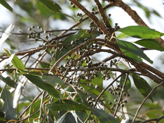 Eucalyptus strzeleckii