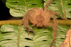 Heteropoda davidbowie