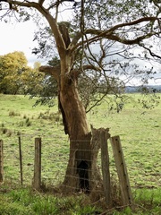 Eucalyptus strzeleckii