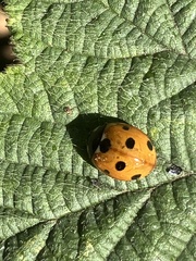 Coccinella septempunctata